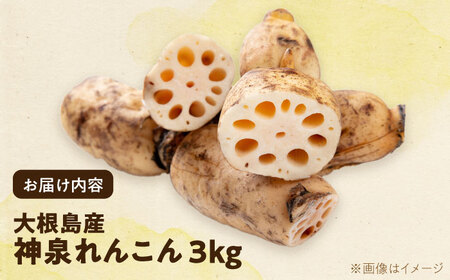 【数量限定50個】島採れ掘りたて 大根島産神泉れんこん 3kg 島根県松江市/株式会社ふぁーむ大根島 [ALCB005]
