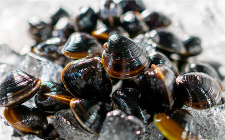 宍道湖産 冷凍大和しじみ 砂抜き済 Mサイズ800g×6袋(4.8kg) 島根県松江市/しじみ市場株式会社 [ALDK001] しじみ