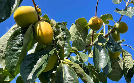 【先行予約】【12月中旬より順次発送】優しい香りと、もっちり食感が◎ 百市のほし柿 16個入 島根県松江市/百市農園 [ALDL003] 柿