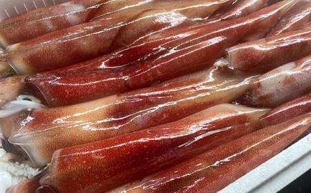 白イカ(ケンサキイカ)の一夜干し3枚セット 島根県松江市/海ひこ株式会社 [ALDY006] 干物