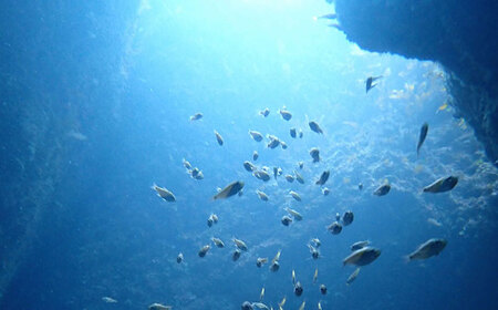 島根町の海を満喫♪ファンダイビング(2ボート)プラン 島根県松江市/合同会社LOCOBLUE [ALFE002] 体験チケット