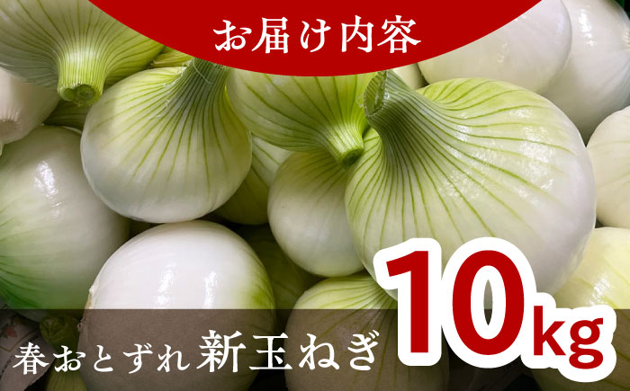 【数量限定50個】【先行予約/2026年6月上旬以降順次発送】美味しまねゴールド認証取得! 松江市産 春おとずれ新たまねぎ 10kg 島根県松江市/mishiro farm [ALIJ003]