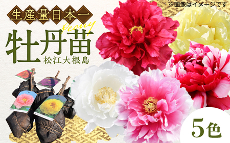 松江大根島牡丹苗(5色セット) 島根県松江市/島根県農業協同組合くにびき地区本部 [ALBC001] 花 苗木
