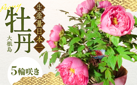 松江大根島牡丹(宝寿ぼたん) 5輪咲き 島根県松江市/島根県農業協同組合くにびき地区本部 [ALBC003] 花 苗木