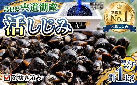 新鮮採れたて！宍道湖産活大和しじみ特大粒1kg(砂はき済み)  島根県松江市/平野缶詰有限会社 [ALBZ022] しじみ
