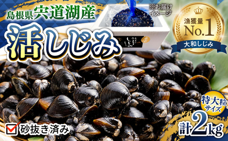 新鮮採れたて！宍道湖産活大和しじみ特大粒 2kg (砂はき済み) 島根県松江市/平野缶詰有限会社 [ALBZ023] しじみ