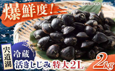 鮮度抜群の貴重な特大粒！宍道湖産しじみ2Lサイズ2kg(生鮮･砂抜済･活しじみ) 島根県松江市/有限会社藤本米穀店 [ALCG009] しじみ