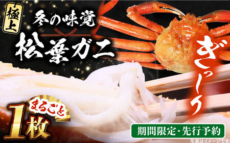 【期間限定・先行予約】冬の味覚の代表格！松葉ガニ 1枚 島根県松江市/フジキコーポレーション株式会社 [ALDS017] カニ 蟹