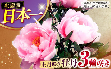 【米子高島屋選定品】日本庭園由志園　正月咲き牡丹（3輪咲き）島根県松江市/株式会社JU米子高島屋 [ALFD009] 花 苗木
