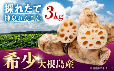 [数量限定50個]島採れ掘りたて 大根島産神泉れんこん 3kg 島根県松江市/株式会社ふぁーむ大根島 [ALCB005]