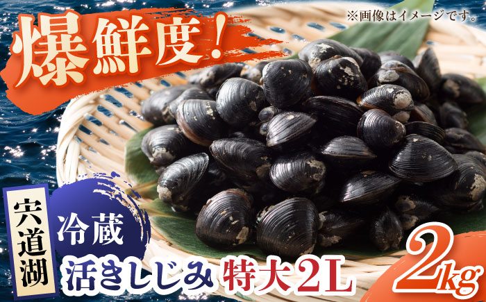 鮮度抜群の貴重な特大粒!宍道湖産しじみ2Lサイズ2kg(生鮮・砂抜済・活しじみ) 島根県松江市/有限会社藤本米穀店 [ALCG009] しじみ