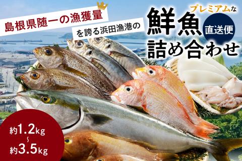 浜田のプレミアム鮮魚～この男シリーズ～ 海鮮 鮮魚 詰め合わせ セット おまかせ 人気 お取り寄せ 【006_2045】