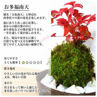 天然苔専門店 弥栄苔 選べる縁起物苔玉（2個セット） 観葉植物 こけ玉 長寿梅 南天 ガジュマル 盆栽 苔盆栽 天然 ハイゴケ 敬老の日 【155_1316】