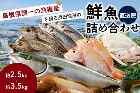 この男に任せてみませんか～浜田の旨い鮮魚直送便～ 海鮮 鮮魚 詰め合わせ セット おまかせ 人気 お取り寄せ 【006_2043】