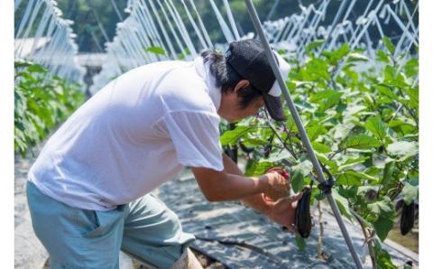 自然豊かな浜田市弥栄町で作られた「旬の野菜おまかせセット」 野菜 野菜セット 減農薬 旬 詰め合わせ セット おまかせ おたのしみ ギフト 【065_0493】
