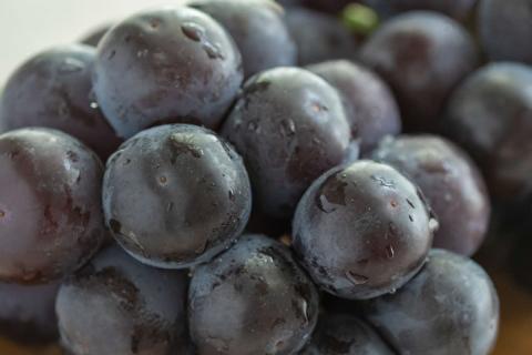 【先行予約】種無しピオーネ 約0.9kg 2～3房 《8月下旬頃から発送》果物 ピオーネ ぶどう 【183_1883】