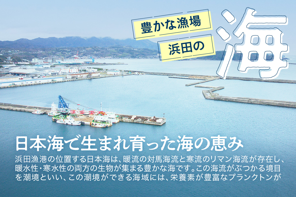 幻の高級魚「のどぐろ（鮮魚）」3～4匹（計800g程度） 魚 鮮魚 海鮮 のどぐろ 冷蔵 高級魚 下処理済 煮付け 塩焼き 【006_2046】