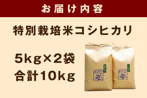 【令和6年産】浜田市金城町産の美味しいコシヒカリ100％【おぐに米】10kg 10キロ 米 おこめ コシヒカリ 白米 精米 特産品 ごはん お取り寄せ 小分け 【071_2065】
