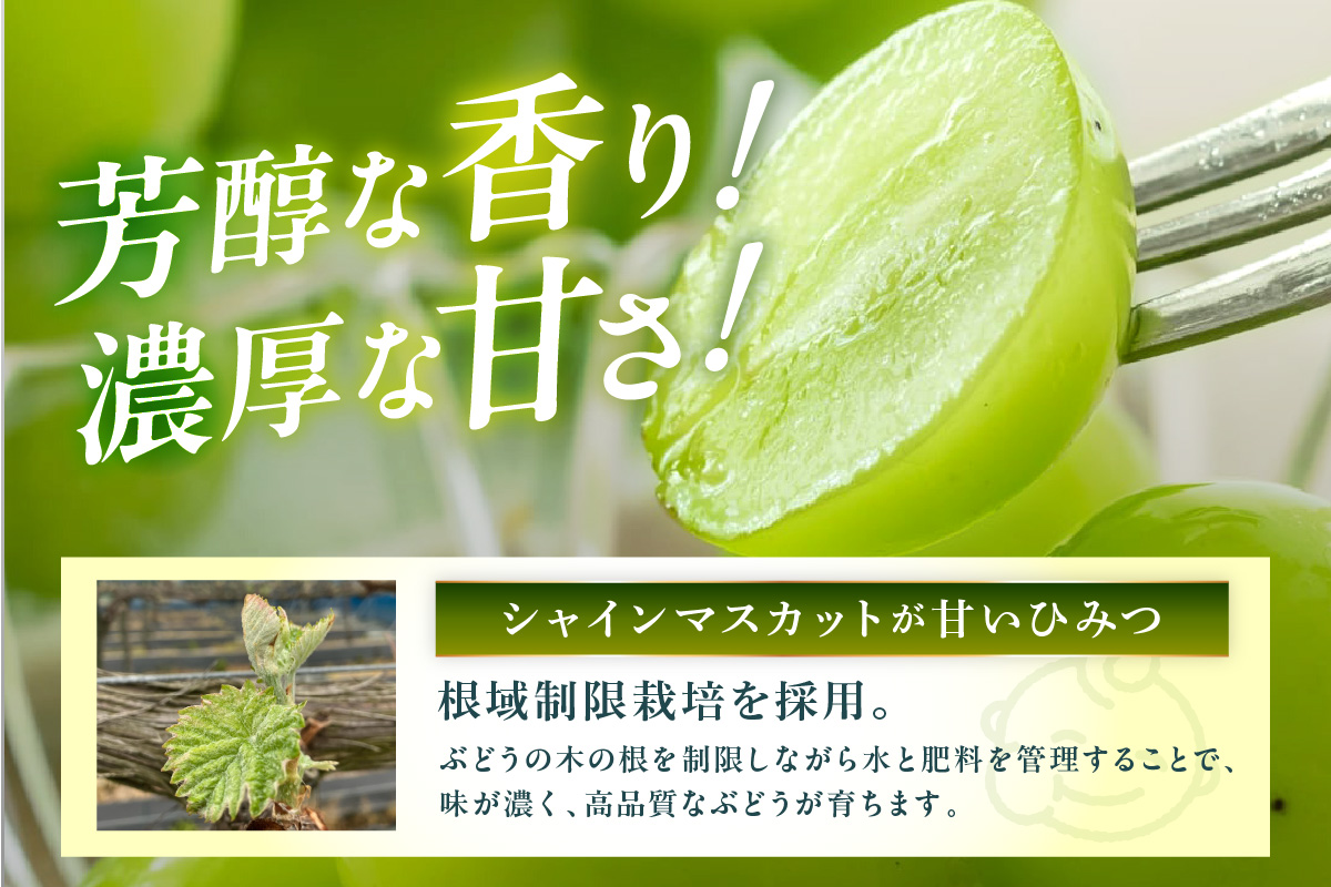 【先行予約】根域制限シャインマスカット 約1.8kg 3～5房《9月中旬頃から発送》 果物 シャインマスカット 【183_1882】