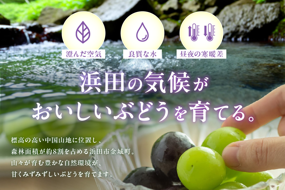【先行予約】種無しピオーネ 約1.8kg 3～5房《8月下旬頃から発送》 果物 ピオーネ ぶどう 【183_1884】