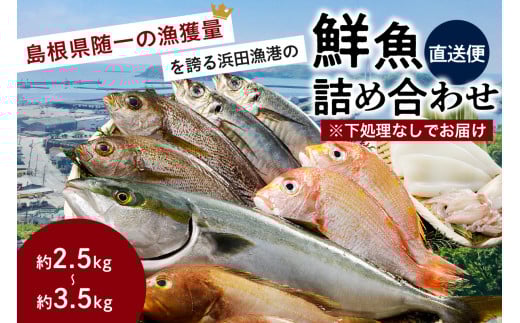 この男に任せてみませんか～浜田の旨い鮮魚直送便（下処理なし）～ 海鮮 鮮魚 詰め合わせ セット おまかせ 旬 直送便 人気 お取り寄せ【006_2048】