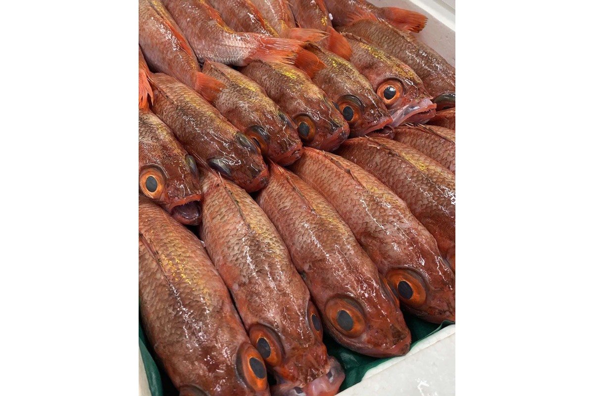 山陰浜田港水揚げ 幻の高級魚のどぐろ（鮮魚）ひと箱 【006_2049】