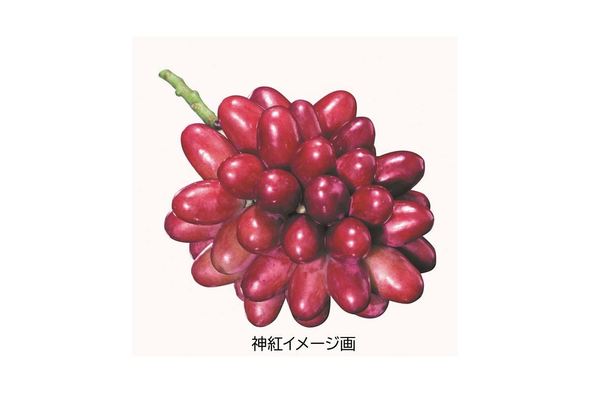 島根はまだの神紅ゼリー 【032_2096】