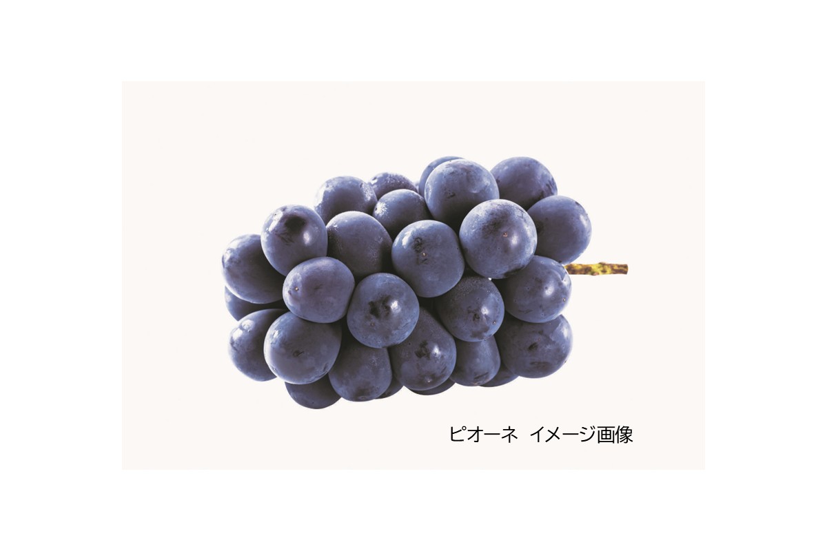 山陰浜田のピオーネジャム 【032_2099】