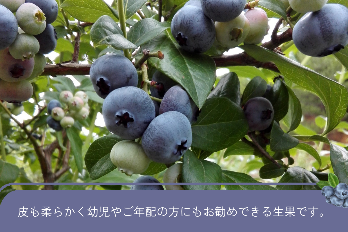 【先行予約】有機ブルーベリー 100g×4パック（島根県浜田市産） 【208_0001】