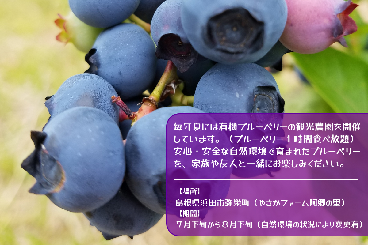 有機ブルーベリー狩り体験２名様（浜田市弥栄町「やさかファーム阿郷の里」） 【208_0002】