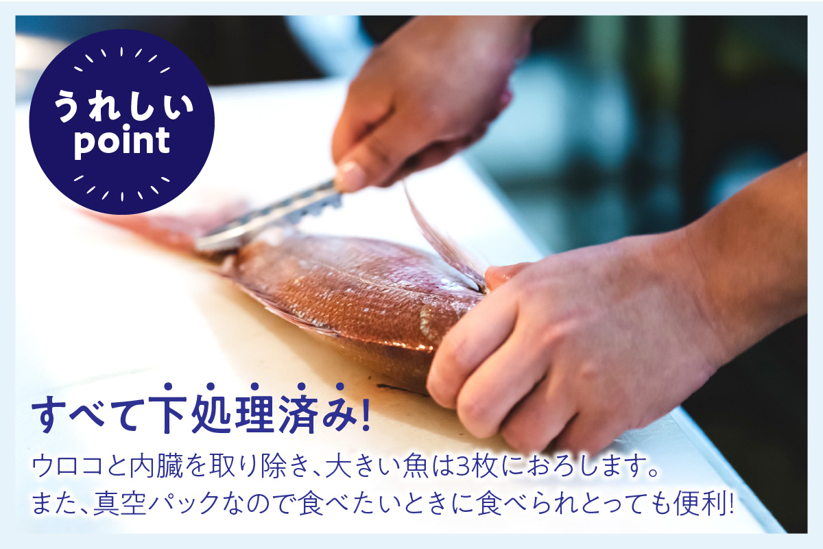 【定期便】季節の鮮魚セット年6回コース 定期便 6回 鮮魚 お任せ お取り寄せ 魚介 鮮魚 セット 下処理済み 【096_1695】