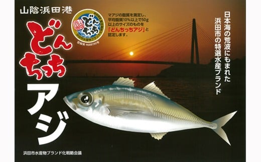 どんちっちあじ一夜干し10枚セット 魚介類 魚 干物 一夜干し あじ 鯵 セット 【136_1970】