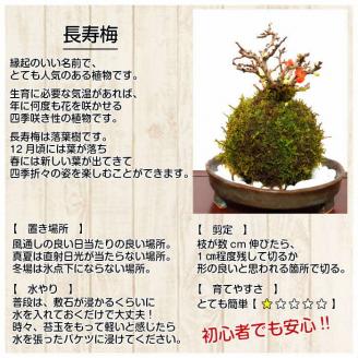 天然苔専門店 弥栄苔 選べる縁起物苔玉（2個セット） 観葉植物 こけ玉 長寿梅 南天 ガジュマル 盆栽 苔盆栽 天然 ハイゴケ 敬老の日 【155_1316】