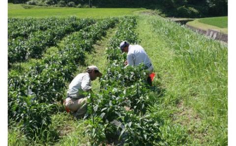 自然豊かな浜田市弥栄町で作られた「旬の野菜おまかせセット」 野菜 野菜セット 減農薬 旬 詰め合わせ セット おまかせ おたのしみ ギフト 【065_0493】