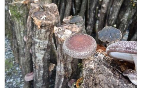 山陰浜田の特産「特選原木乾しいたけ」 椎茸 乾物 干し 乾燥しいたけ きのこ 原木栽培 原木椎茸 原木しいたけ 肉厚しいたけ 【010_1940】