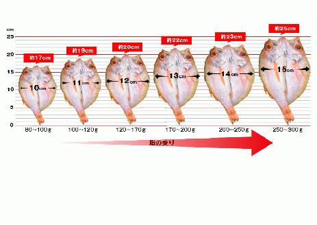 甘塩仕立て！特大のどぐろ一夜干し2枚セット 魚 干物 干もの 乾物 一夜干し のどぐろ 甘塩 2枚 セット 【136_1994】