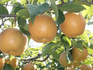 浜田市旭町産赤梨 3.5kg（新興）4～7玉＜11月上旬から発送開始＞ 梨 新興 ナシ 和梨 果物 フルーツ くだもの 【002_1962】