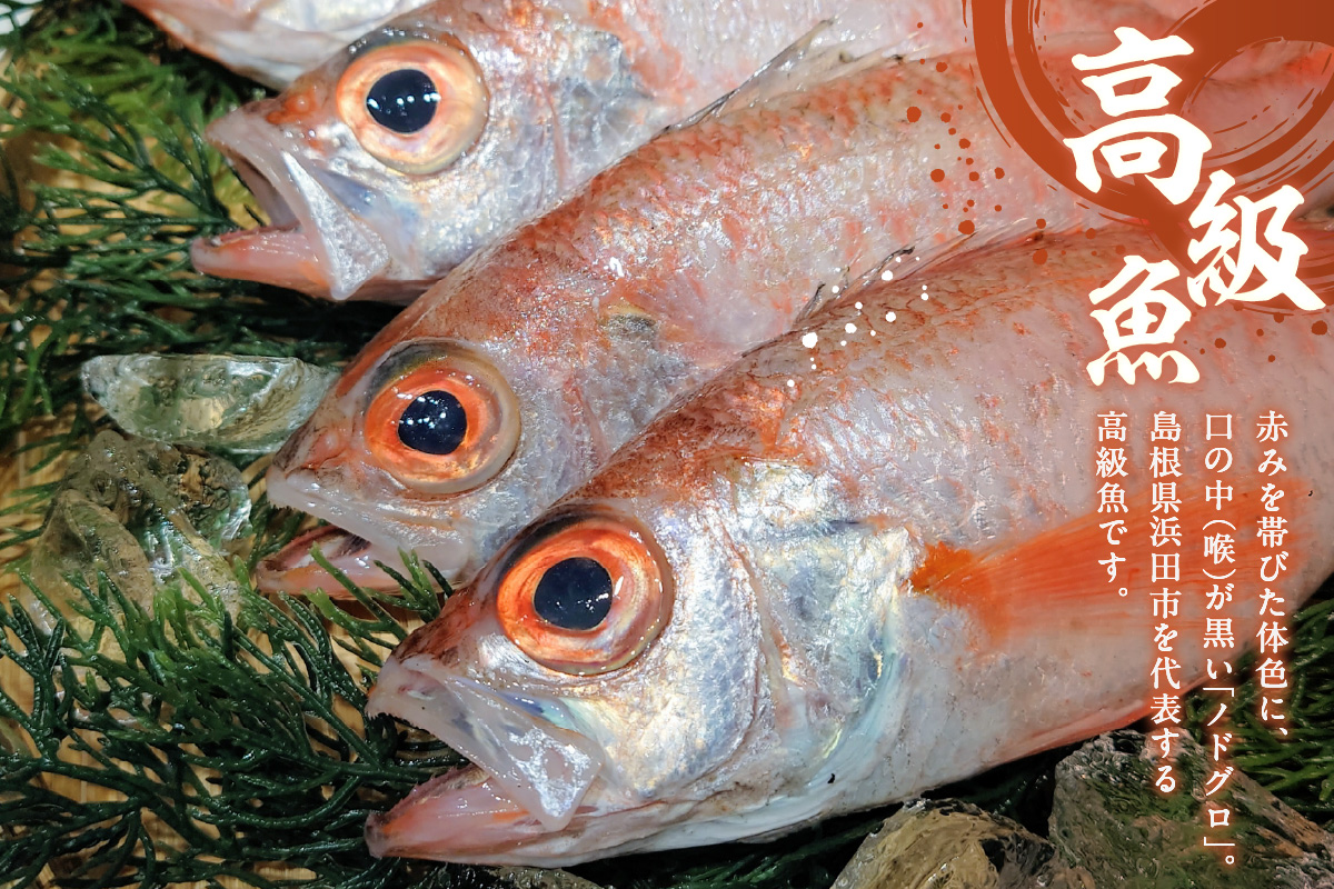 【本物の目利き厳選！】のどぐろ干物（計700ｇ・9尾セット） 【025_0440】