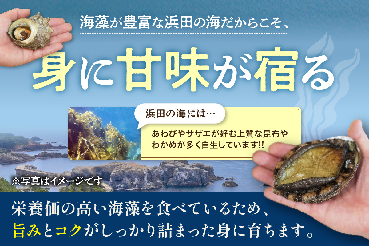 豪華サザエ・あわび詰合せ【本田商店】 海鮮 貝 ふるさと納税 サザエ ふるさと納税 あわび 鮑 詰め合わせ セット BBQ バーベキュー 【033_1775】