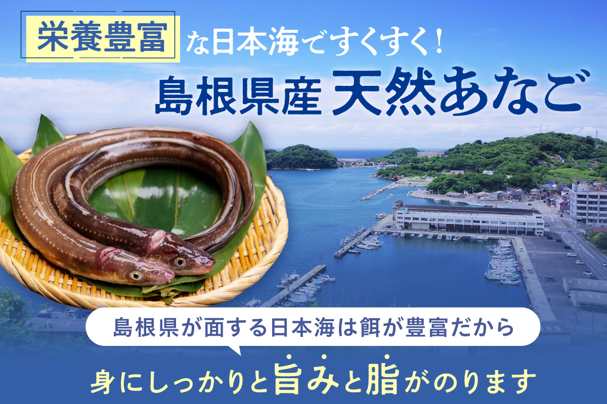 あなご2種（蒲焼あなご・煮あなご）セット 魚介類 魚 穴子 蒲焼き 煮穴子 セット 食べ比べ 【156_2012】