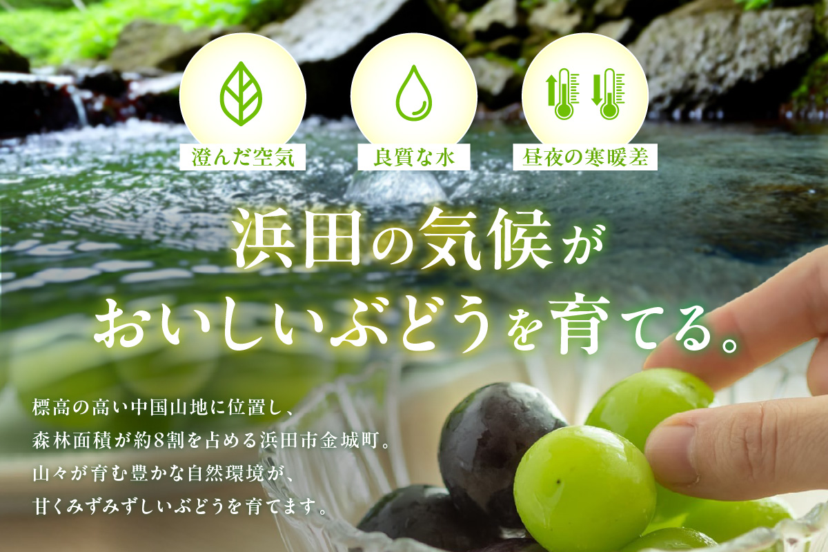 【先行予約】根域制限シャインマスカット 約0.9kg 2～3房《9月中旬頃から発送》 果物 シャインマスカット 【183_1881】