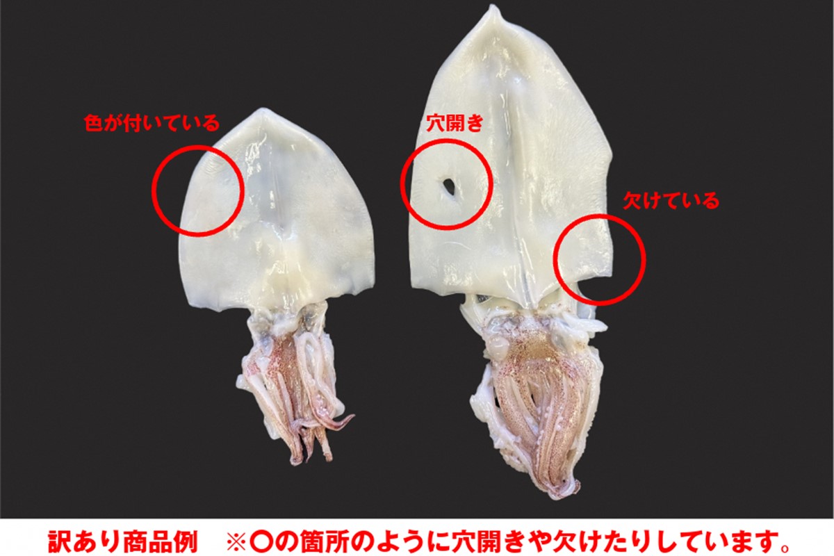 【訳アリ】白いか一夜干し （70g～150gｘ6～10枚） 訳アリ 小分け いか 白いか 個包装 一夜干し 産地直送 おつまみ 【136_1984】