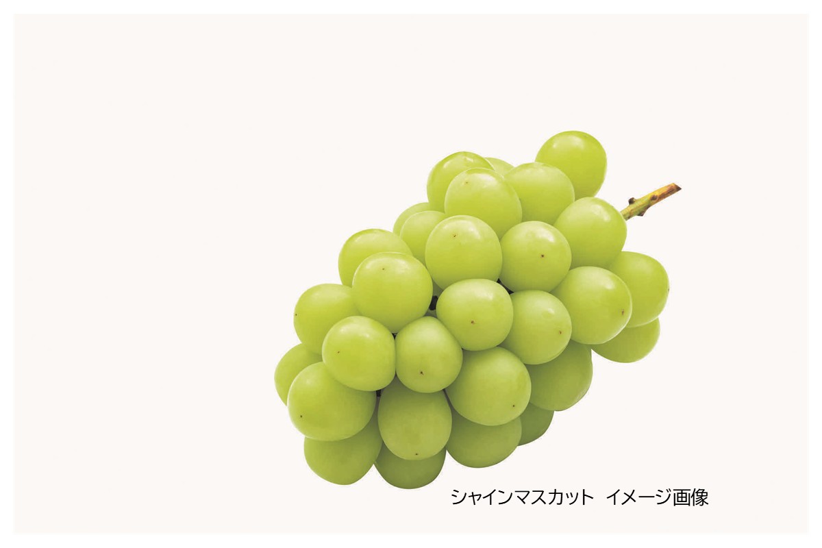 島根はまだから ぶどうのジャムとゼリー5種 【032_2095】