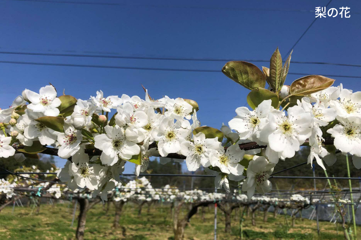 セミドライフルーツ　BillieAmber（ビリィアンバー）3種×各1袋 【211_0001】