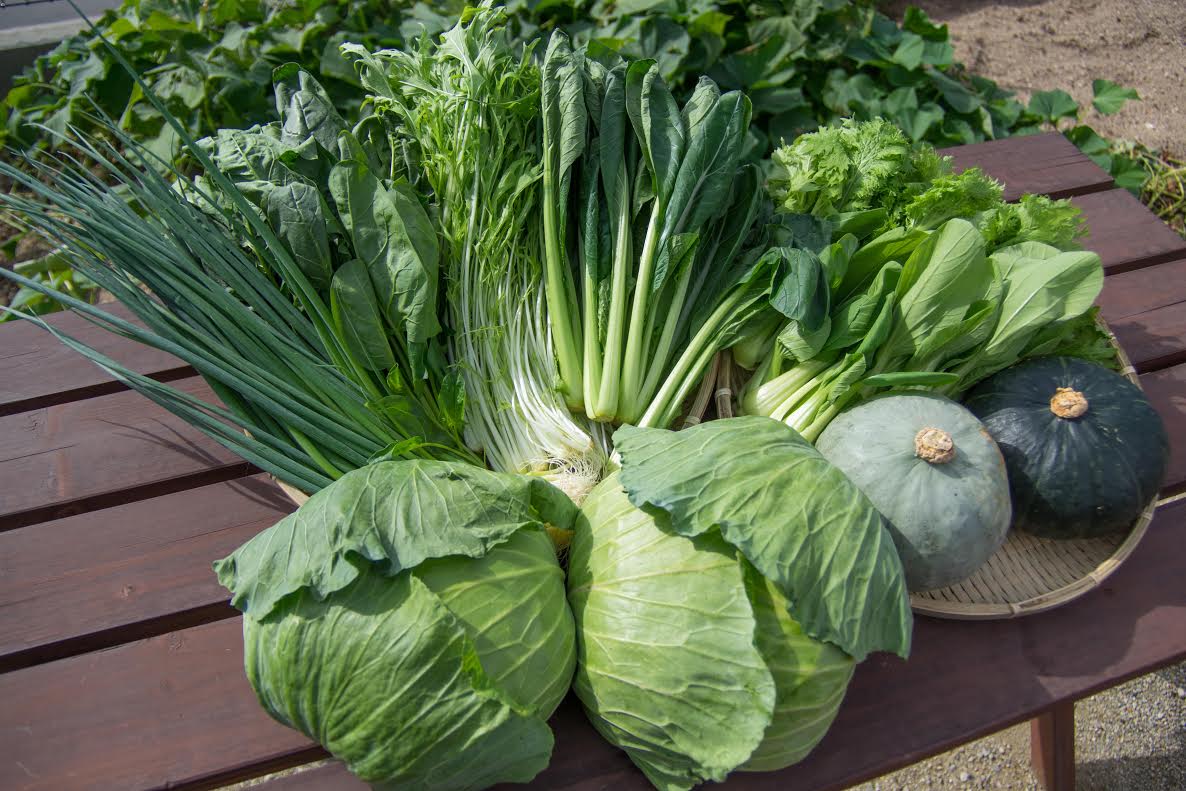 自然豊かな浜田市弥栄町で作られた「旬の野菜おまかせセット」（6回コース） 野菜 定期 6回 旬 詰め合わせ おまかせ 直送 野菜セット セット 【109_1348】