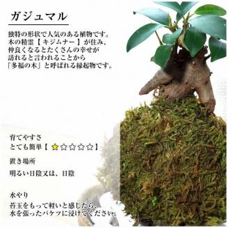天然苔専門店 弥栄苔 選べる縁起物苔玉（2個セット） 観葉植物 こけ玉 長寿梅 南天 ガジュマル 盆栽 苔盆栽 天然 ハイゴケ 敬老の日 【155_1316】