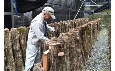 山陰浜田の特産「特選原木乾しいたけ」 椎茸 乾物 干し 乾燥しいたけ きのこ 原木栽培 原木椎茸 原木しいたけ 肉厚しいたけ 【010_1940】
