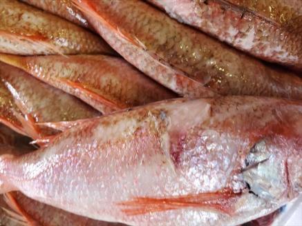 訳あり 魚 魚介類 旬 のどぐろ煮付け用 特大サイズ 2匹【多田商店】【035_1432】