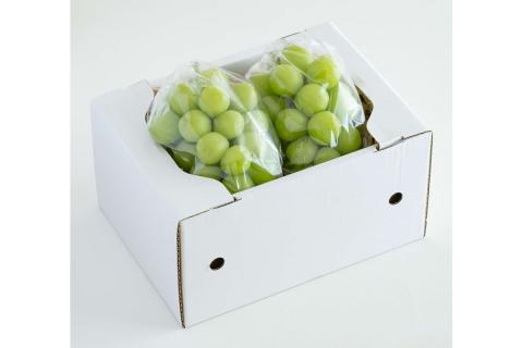 予約　シャインマスカット7房 先行予約】根域制限シャインマスカット 約0.9kg 2～3房《9月中旬頃から