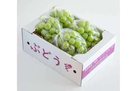【先行予約】根域制限シャインマスカット 約1.8kg 3～5房《9月中旬頃から発送》 果物 シャインマスカット 【183_1882】